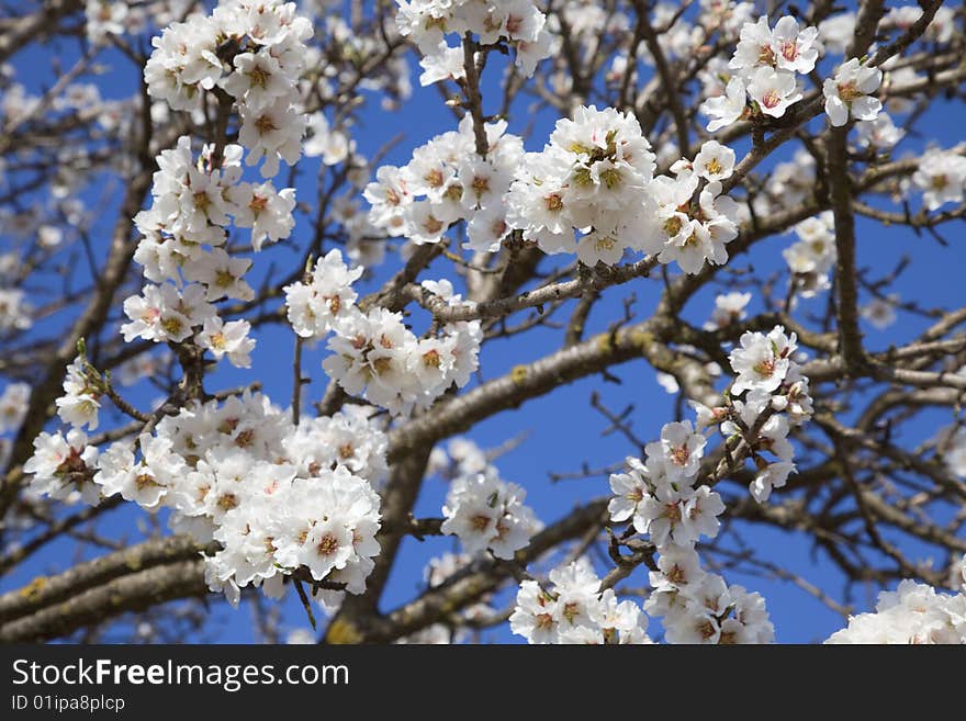 Almond tree in full bloom. Almond tree in full bloom