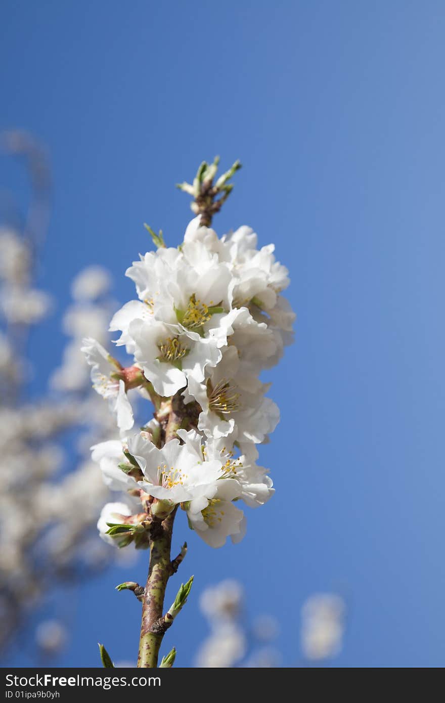 Almond tree in full bloom. Almond tree in full bloom