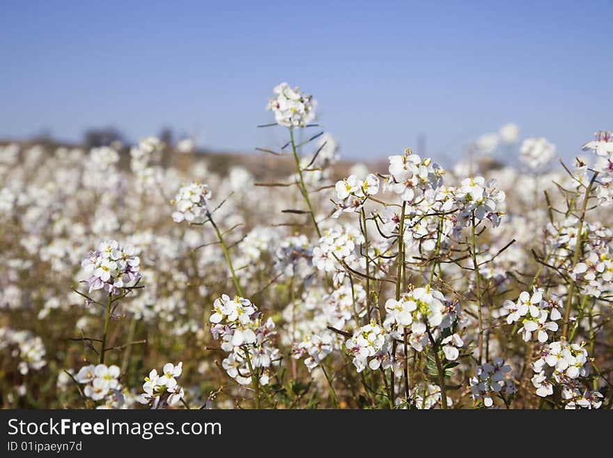 Spring images from Valladolid, Spain. Spring images from Valladolid, Spain