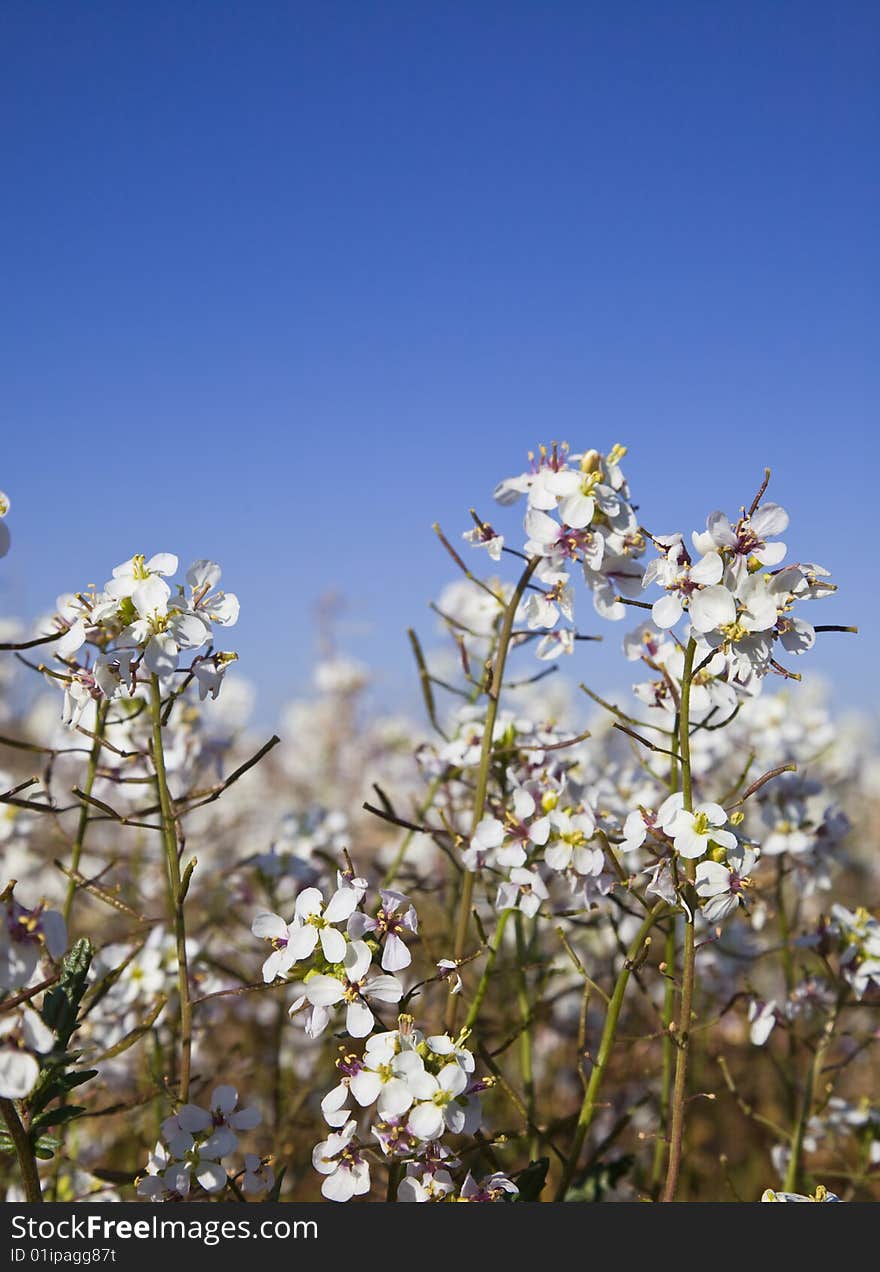 Teesdalia Coronopifolia In Full Bloom