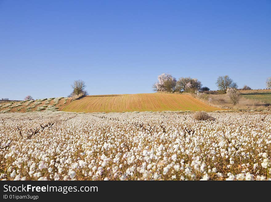 Spring images from Valladolid, Spain. Spring images from Valladolid, Spain