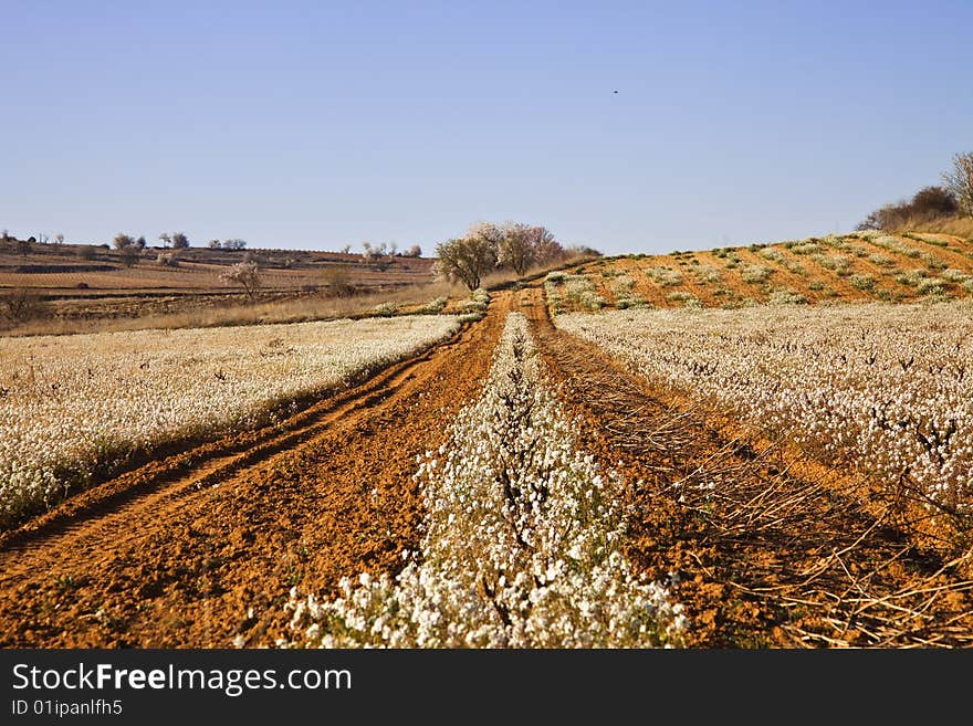 Footpath In Spring