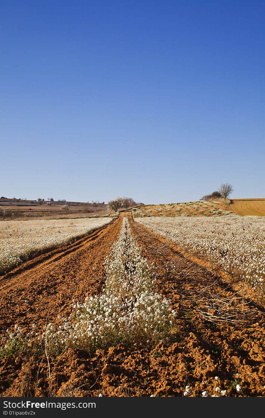 Footpath in spring