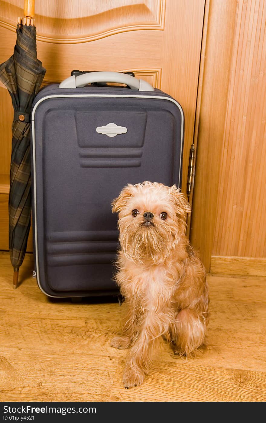 Suitcase, umbrella and dog.