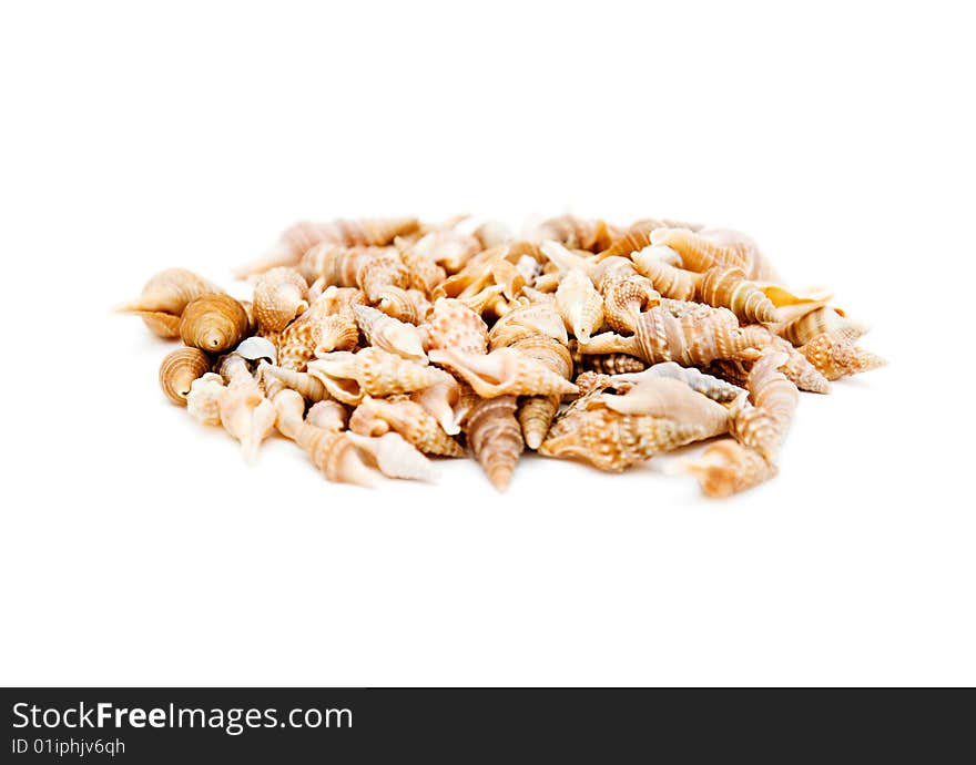 A group of seashells isolated on white background