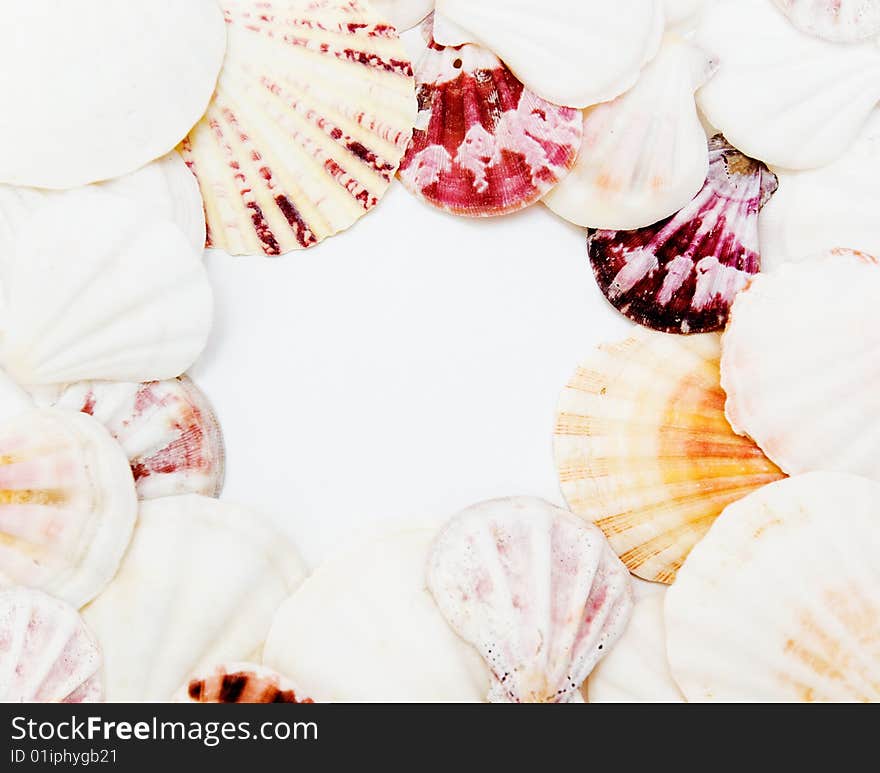 Many large sea shells in a form of a frame around white sheet of paper. Many large sea shells in a form of a frame around white sheet of paper