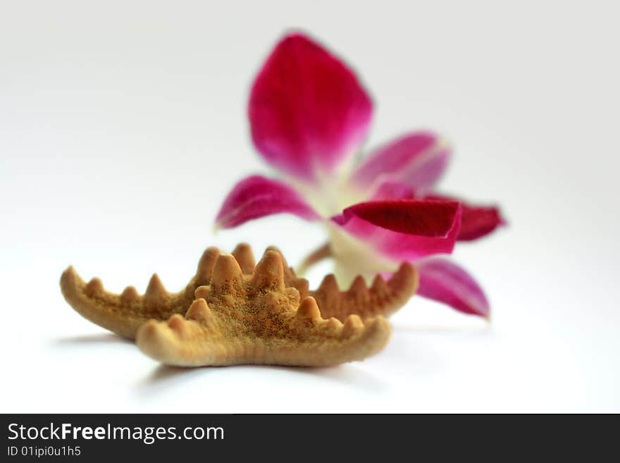 Starfish with orchid on white background. Starfish with orchid on white background