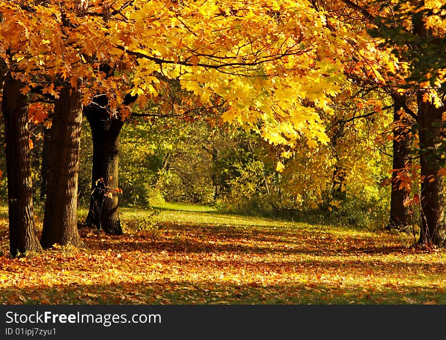 Autumn in the park on sunny day