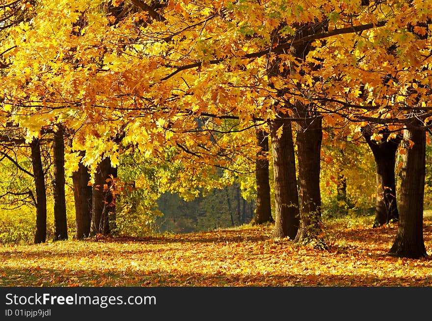 Autumn in the park on sunny day