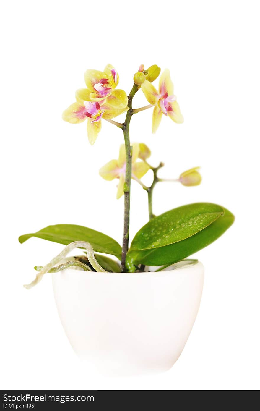 Decorative Orchid On White