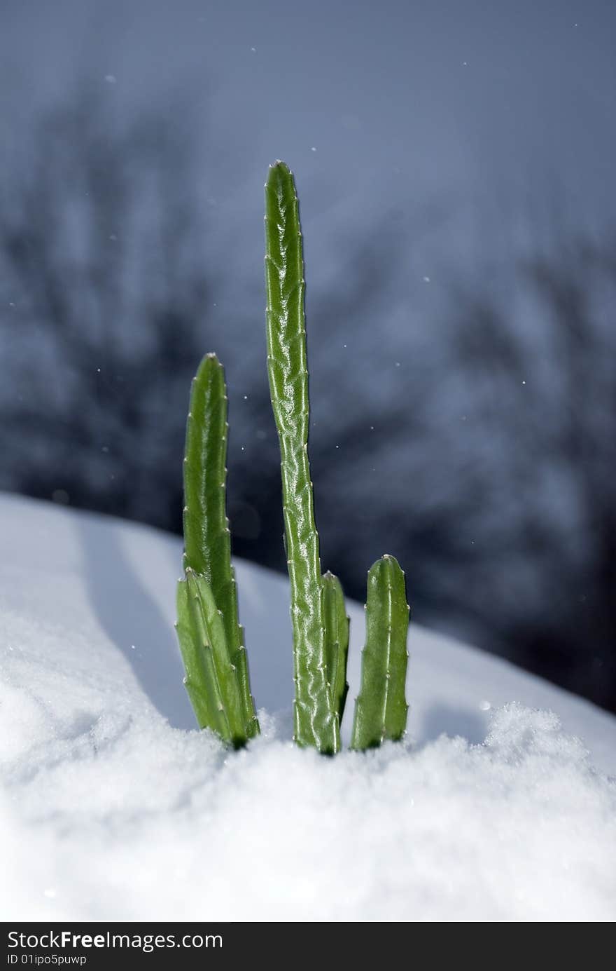 Cactus