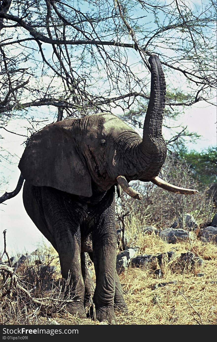 Elephant under tree,Tarangire National Park ,Tanzania. Elephant under tree,Tarangire National Park ,Tanzania