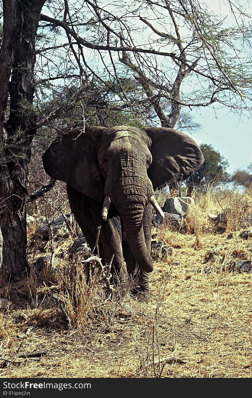 Huge Elephant under tree,Tarangire National Park ,Tanzania. Huge Elephant under tree,Tarangire National Park ,Tanzania