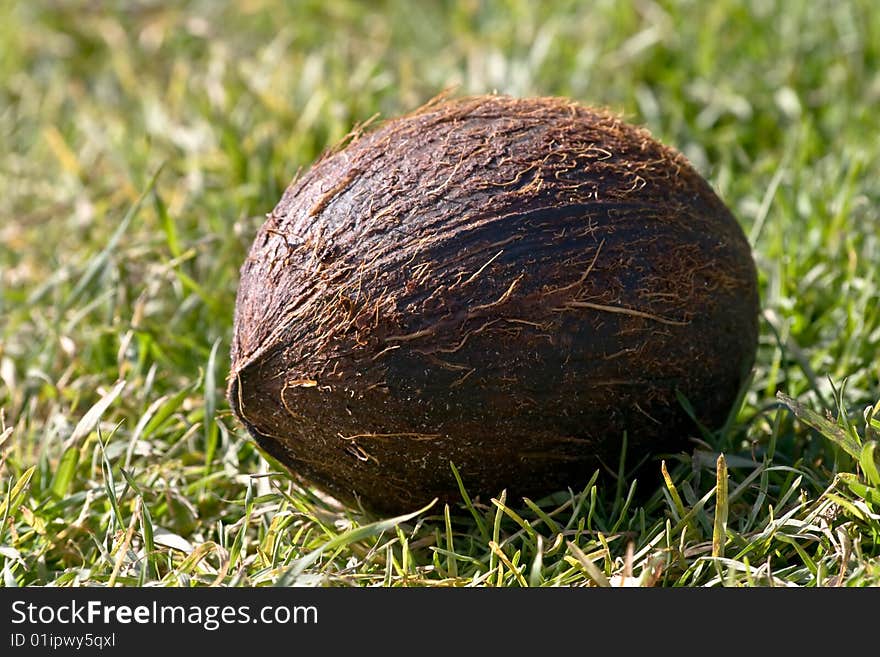 Coconut in grass