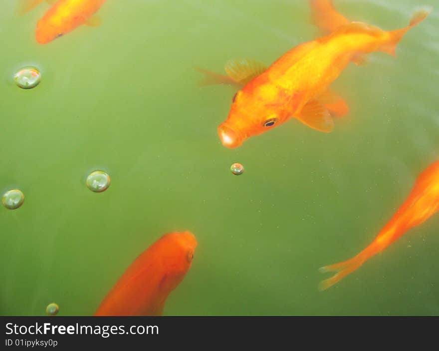 A goldfish blowing bubbles in a pond. A goldfish blowing bubbles in a pond.