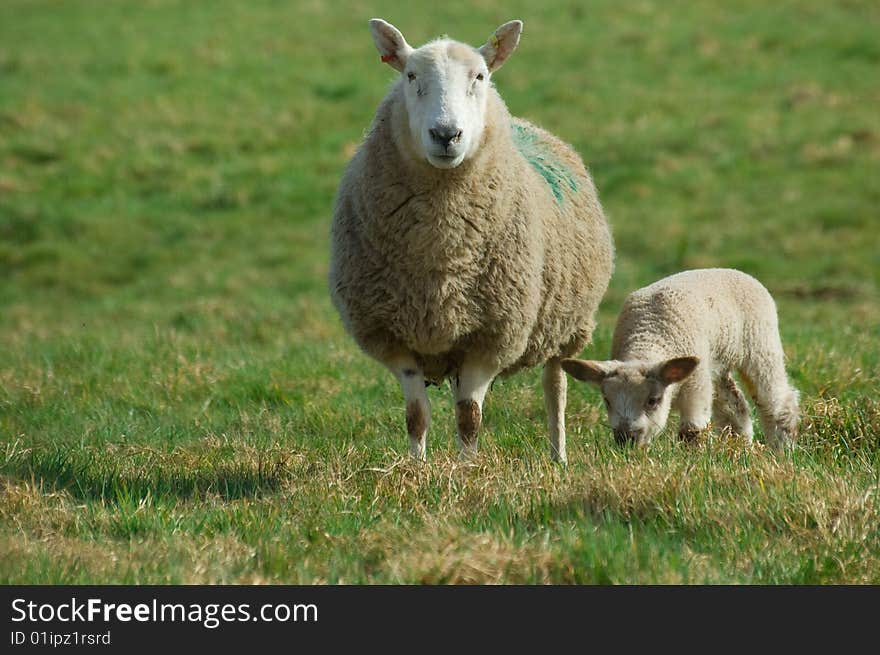 A mother sheep watching for danger as her spring baby lamb eats some grass. A mother sheep watching for danger as her spring baby lamb eats some grass.