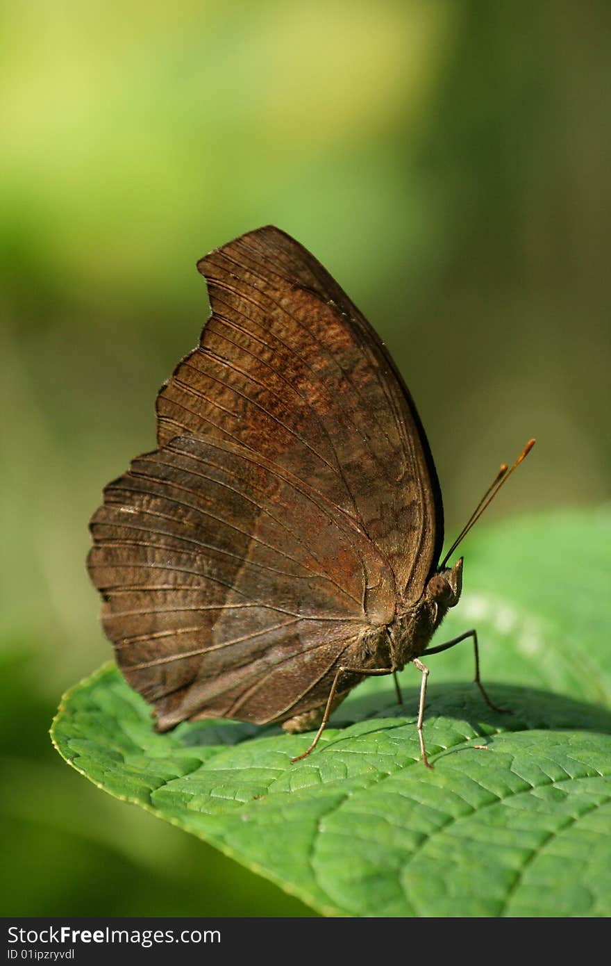 Butterfly on green leaves closeup