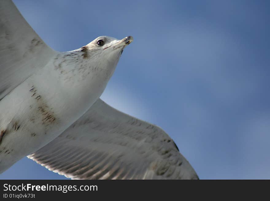 Seagull