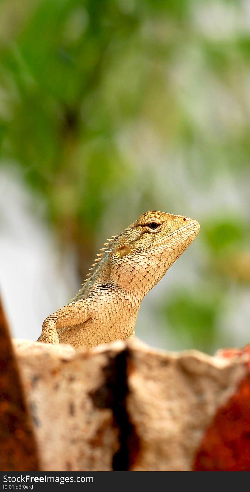 Chameleon looking great in sunny day.