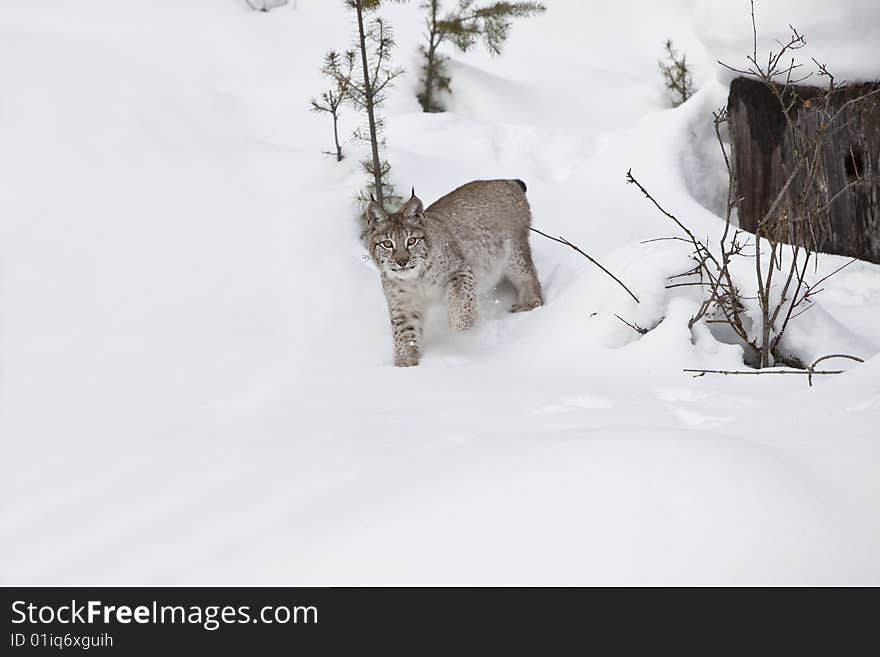 Siberian Lynx in Snow