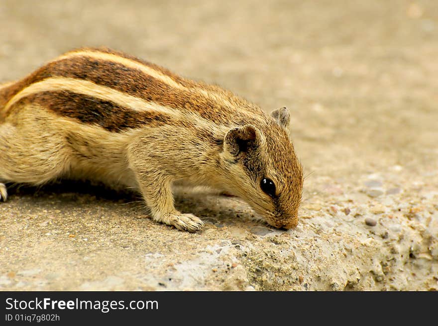 Squirrel on the edge of cliff