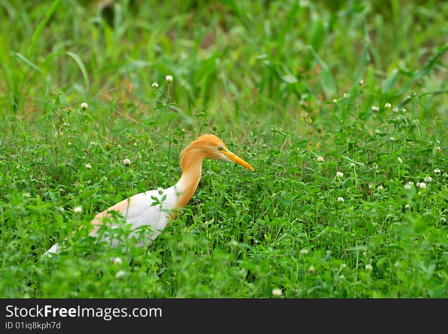 Cattle egret