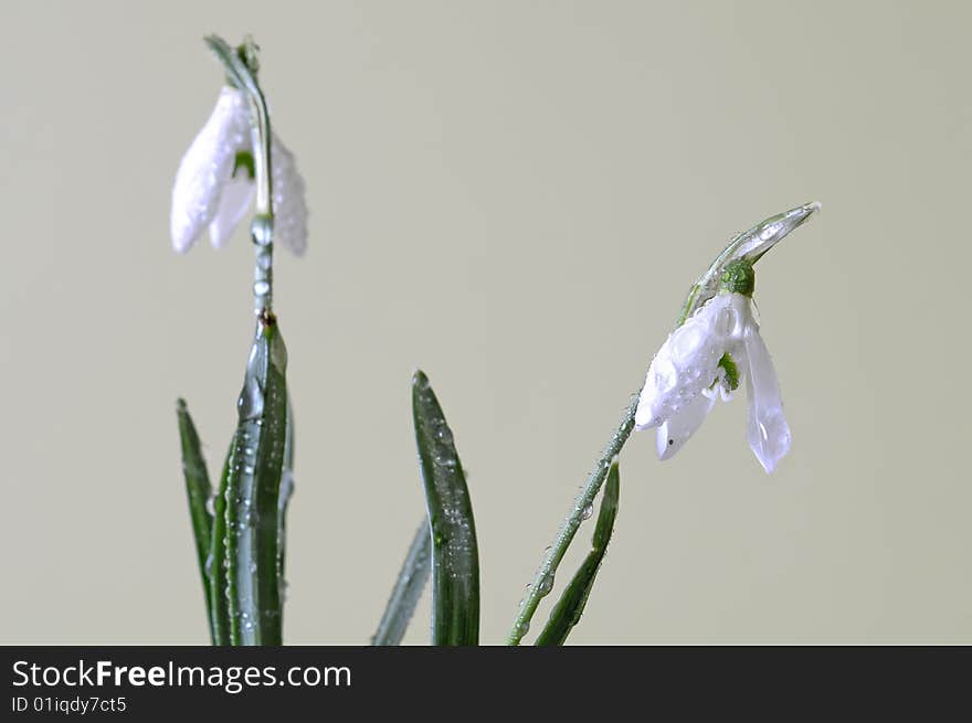 Close up of two snowdrops with drops of water. Plants isolated on the pea green background. Close up of two snowdrops with drops of water. Plants isolated on the pea green background.