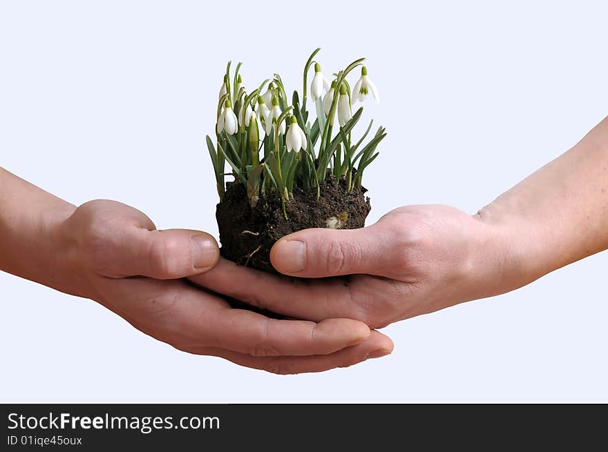 Close up of a strong male hands holding a small clump of delicate snowdrops. Isolated on white background. Close up of a strong male hands holding a small clump of delicate snowdrops. Isolated on white background.