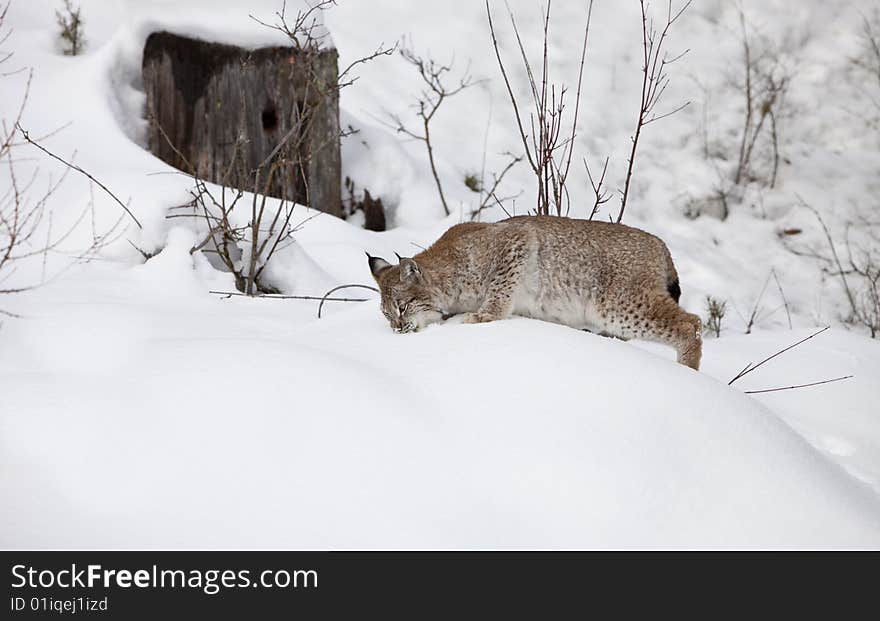 Siberian Lynx Hunting for Food