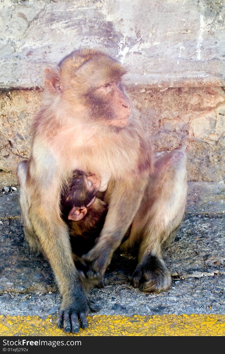 European monkeys at the Rock of Gibraltar. European monkeys at the Rock of Gibraltar.