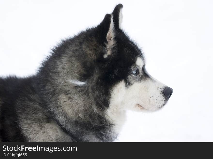 Close up of a Husky in front of a sledge. Close up of a Husky in front of a sledge