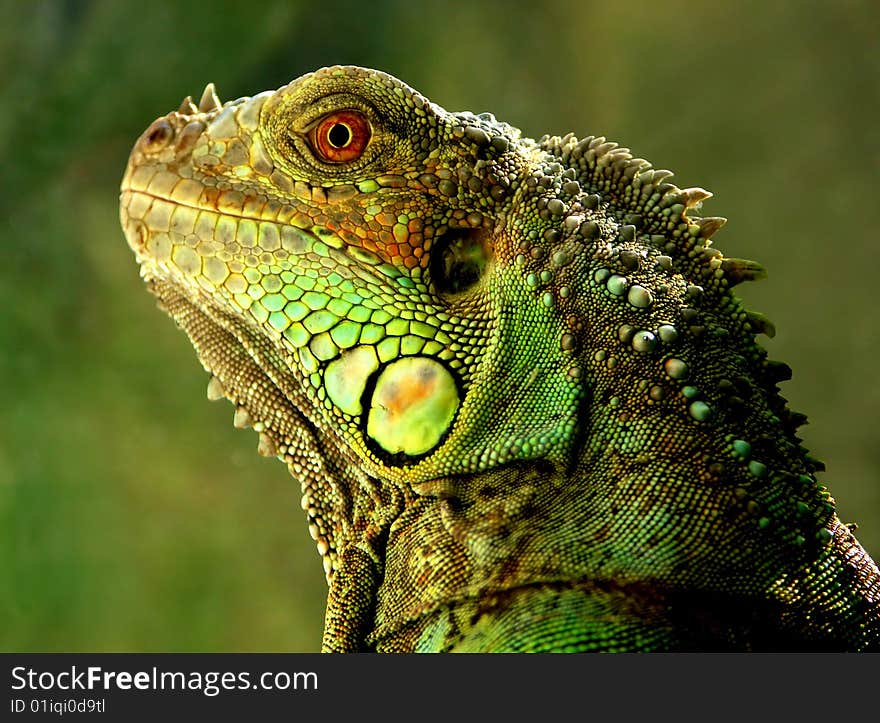 Portrait of the lizard close up. Portrait of the lizard close up