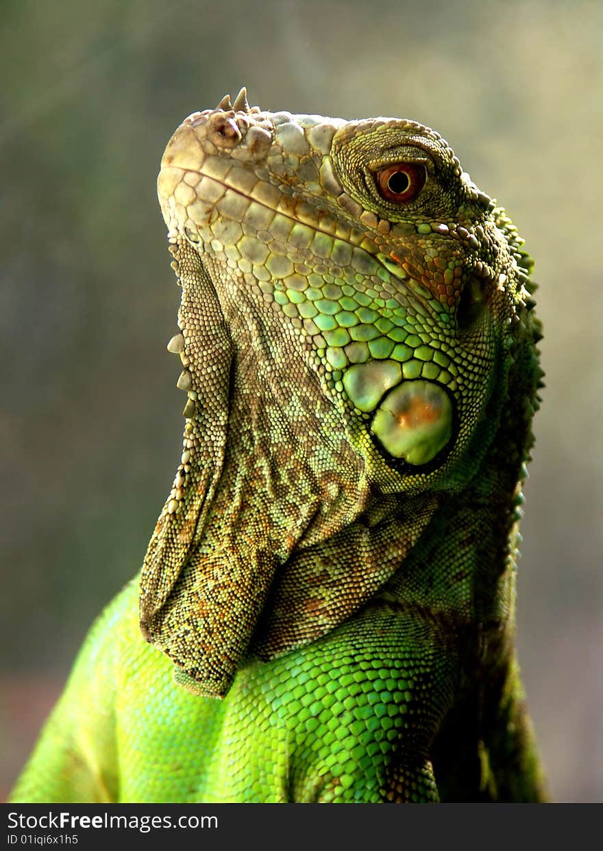 Portrait of the lizard close up. Portrait of the lizard close up