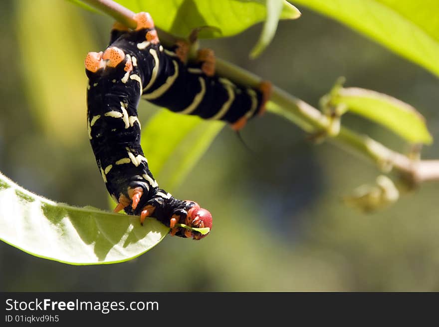 Black, green and red caterpillar in Martinique