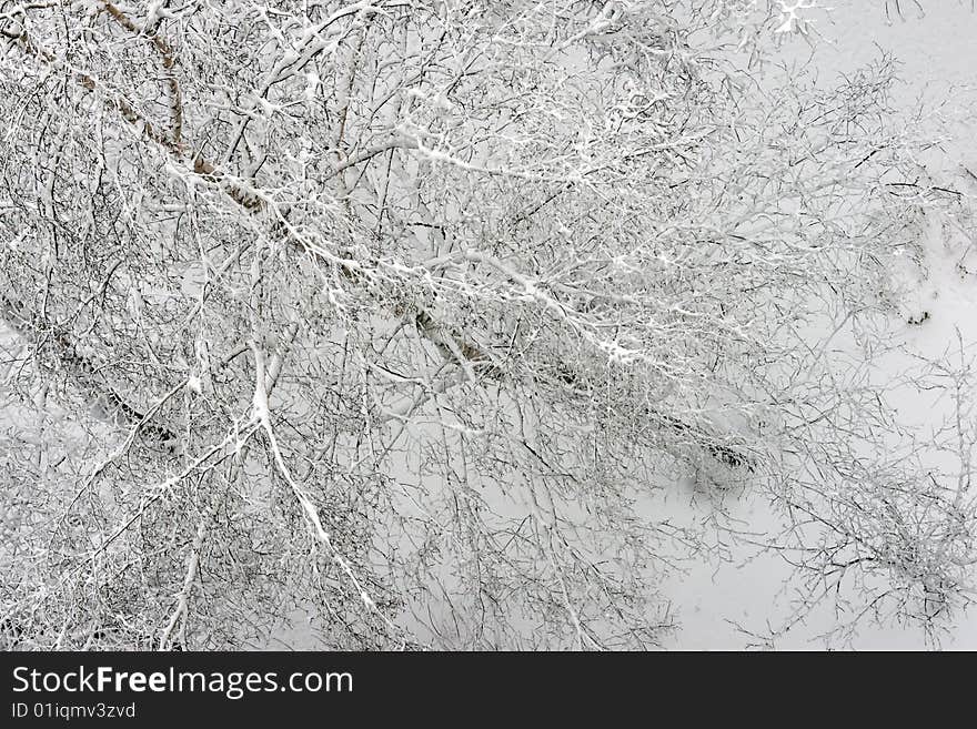 Winter tree branches under snow. Winter tree branches under snow