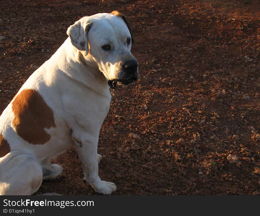 Big Dog - a big stray farm dog in North Carolina