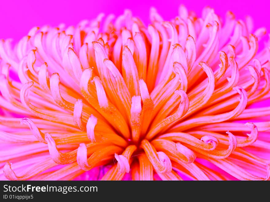 Chrysanthemum