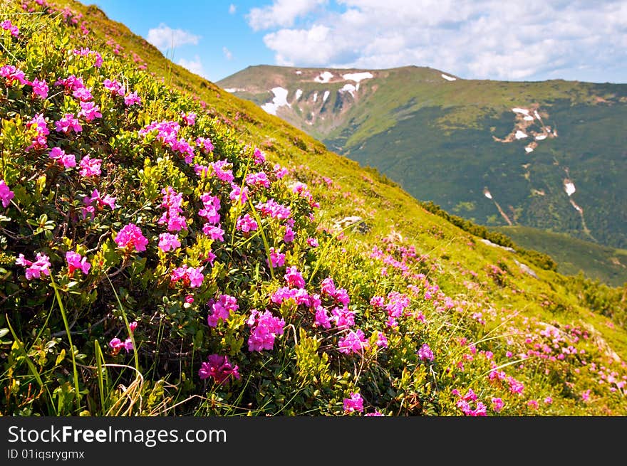 Summer mountain view