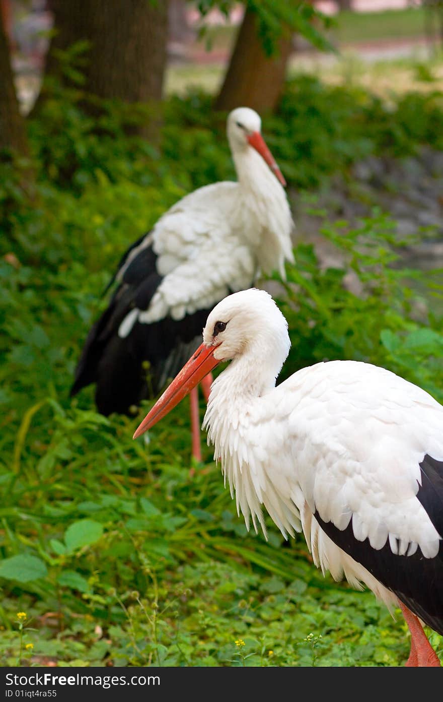 Stork group in zoological garden