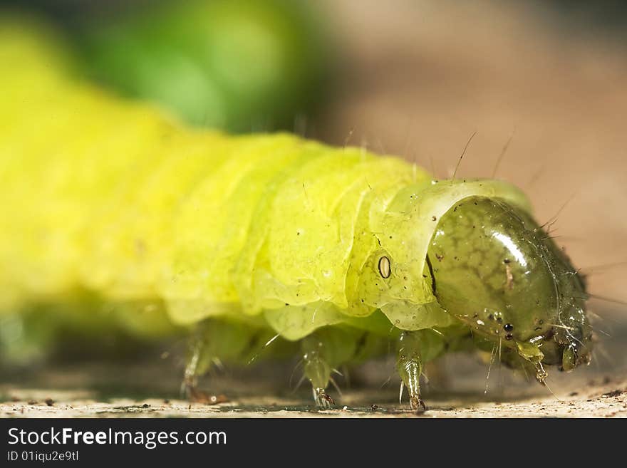 A close up macro photograph of a caterpillar on a gardening hand trowel covered in soil. A close up macro photograph of a caterpillar on a gardening hand trowel covered in soil