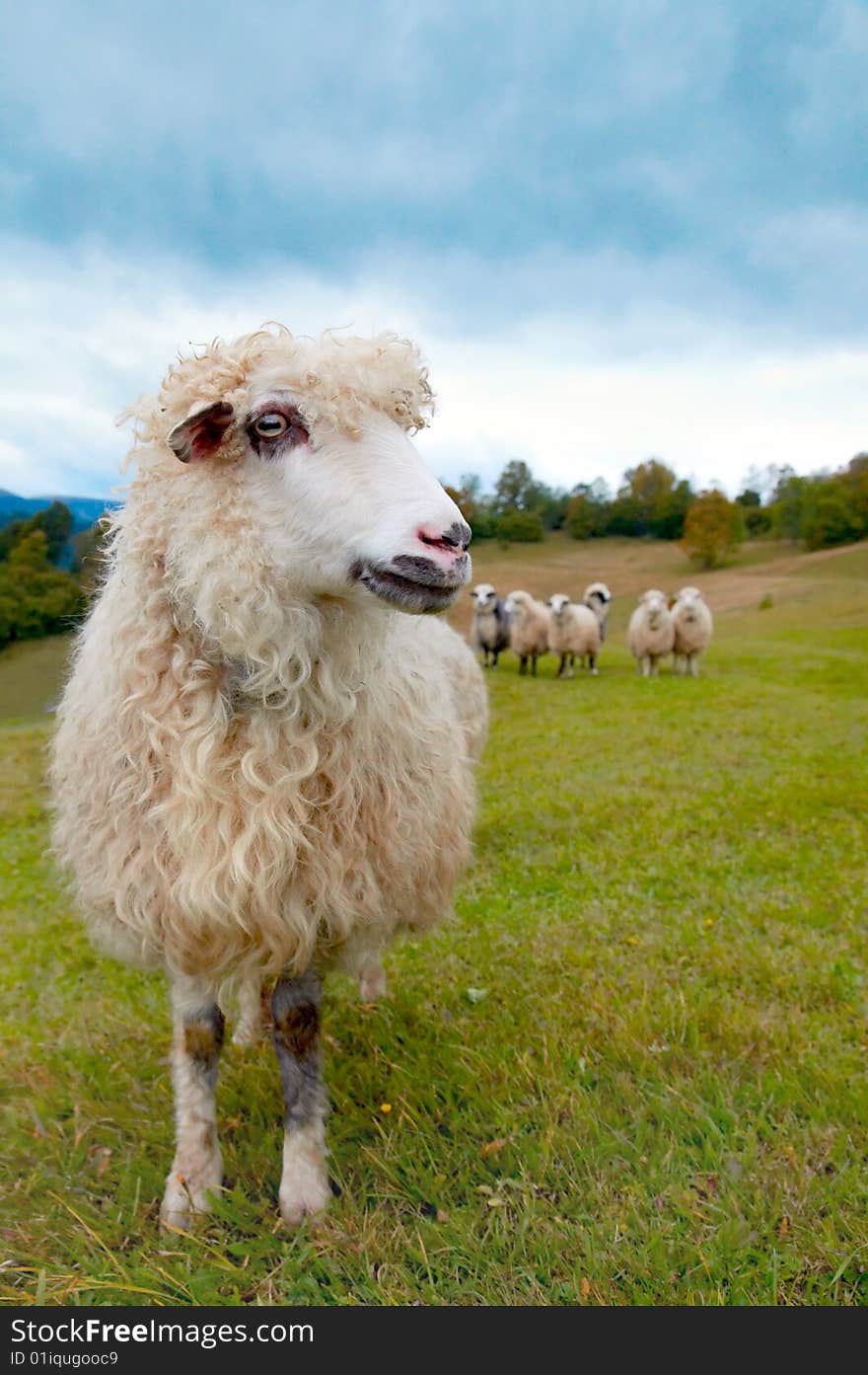 Sheep herd on mountain plateau pasture (Carpathian mountain, Ukraine). Sheep herd on mountain plateau pasture (Carpathian mountain, Ukraine).