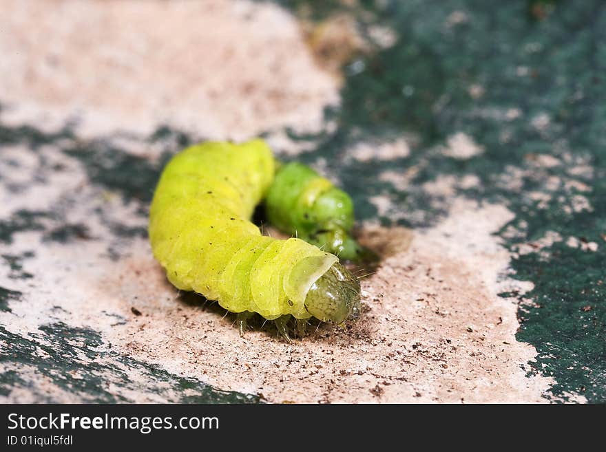 A close up macro photograph of a caterpillar on a gardening hand trowel covered in soil. A close up macro photograph of a caterpillar on a gardening hand trowel covered in soil