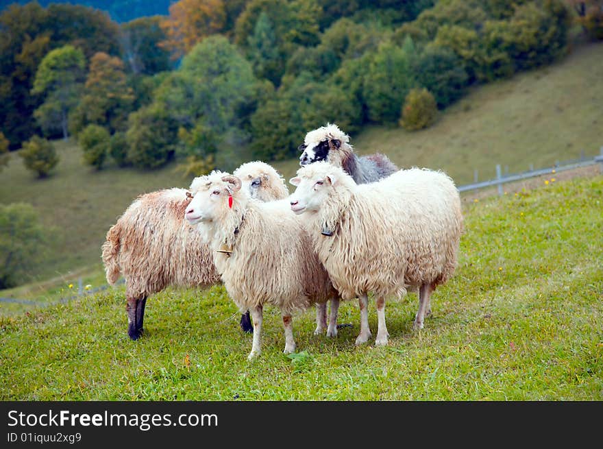 Sheep herd on mountain plateau pasture (Carpathian mountain, Ukraine). Sheep herd on mountain plateau pasture (Carpathian mountain, Ukraine).