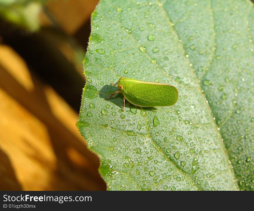 Green Leaf Bug