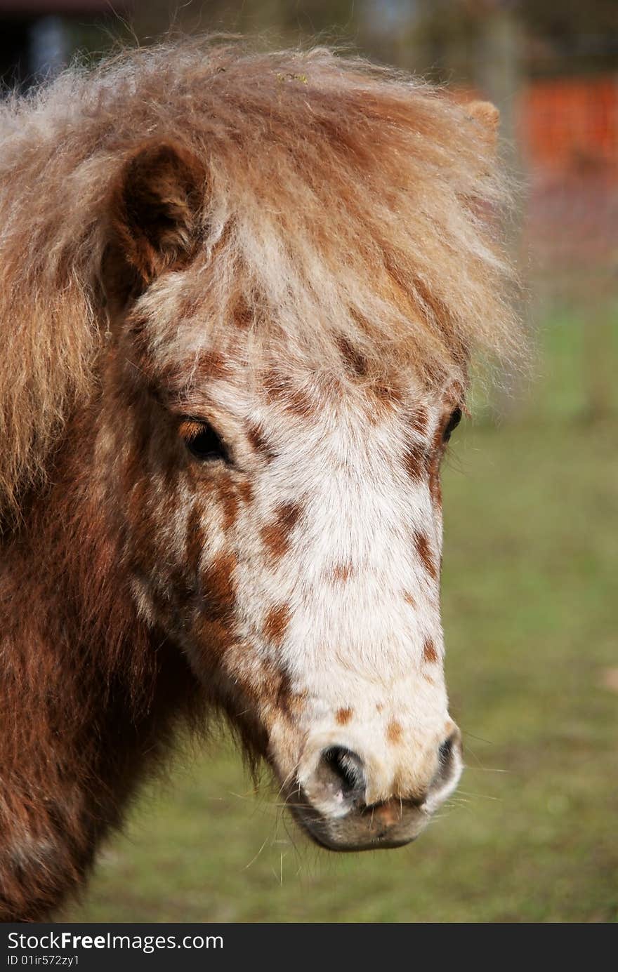 Image of Pony in paddock. Image of Pony in paddock