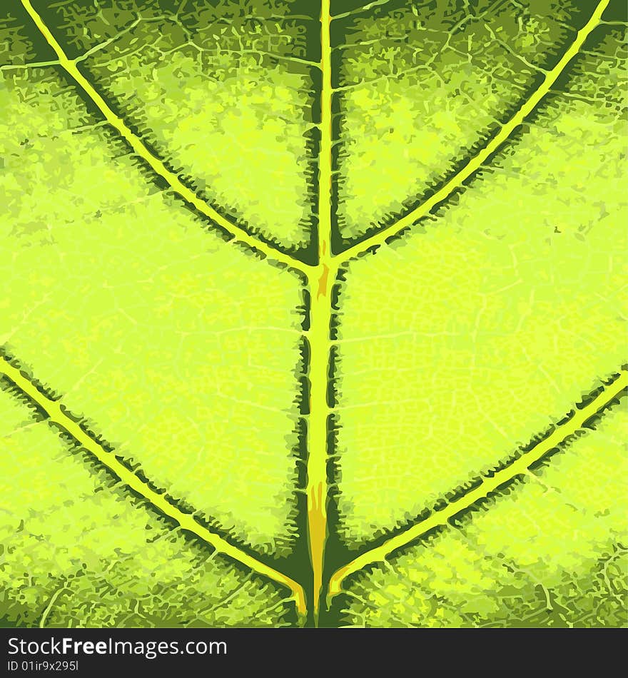 Green Leaf Close Up