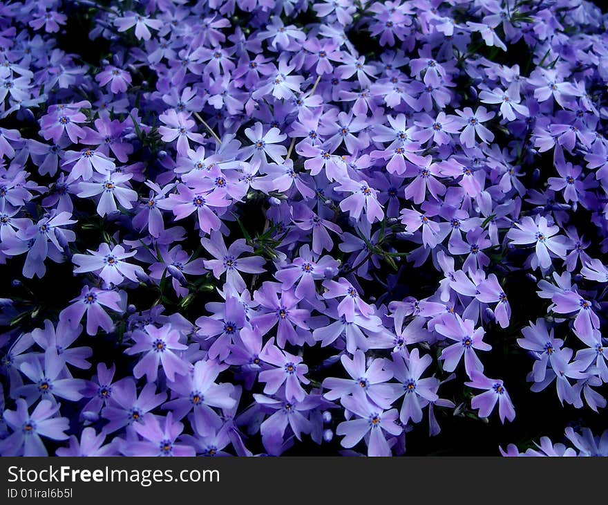 A patch of small purple flowers in my garden. A patch of small purple flowers in my garden