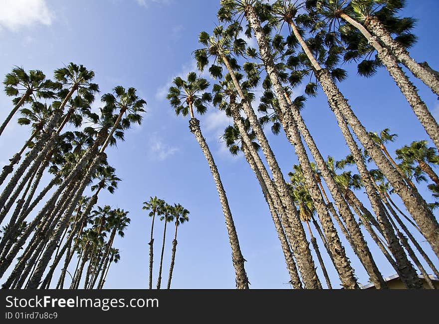 Palm trees cluster