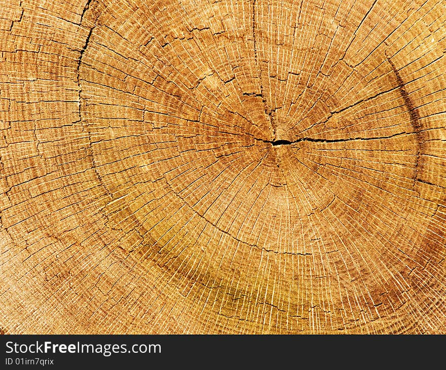 Cut a tree an oak аbstract background