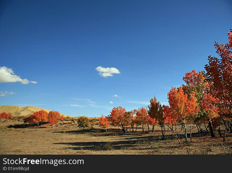 The autumn landscape with red tree.